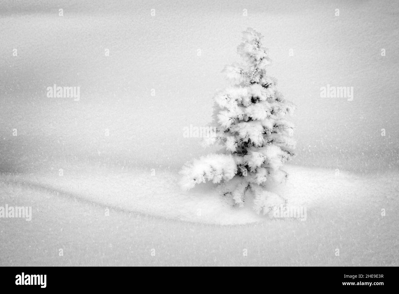 Canada, Alberta, Jasper National Park, Tiny, snow-covered fir tree, #2 (bw) Stock Photo