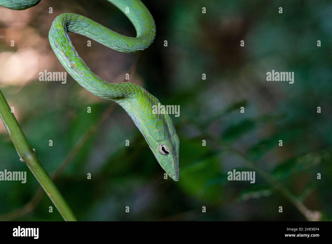 An oriental vine snake hangs motionless as it stalks its prey. Stock Photo