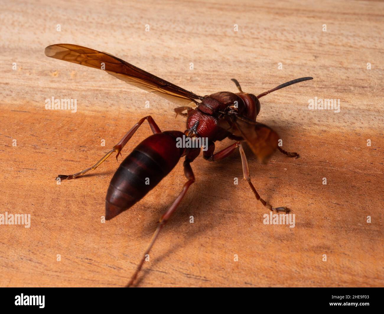 Ropalidia fasciata, a common paper wasp, is a wide-ranging species that is distributed from India to the Lesser Sunda Islands, Palawan, Stock Photo