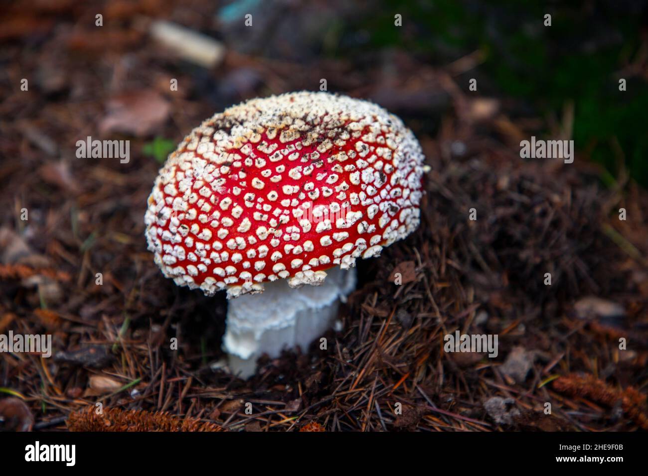 The toxic Fly Agaric Mushroom (Amanita Muscaria) growing underneath a tree after heavy rains. Known for its appearance in Alice in Wonderland. Stock Photo