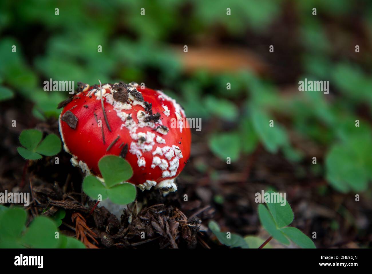 The toxic Fly Agaric Mushroom (Amanita Muscaria) growing underneath a tree after heavy rains. Known for its appearance in Alice in Wonderland. Stock Photo