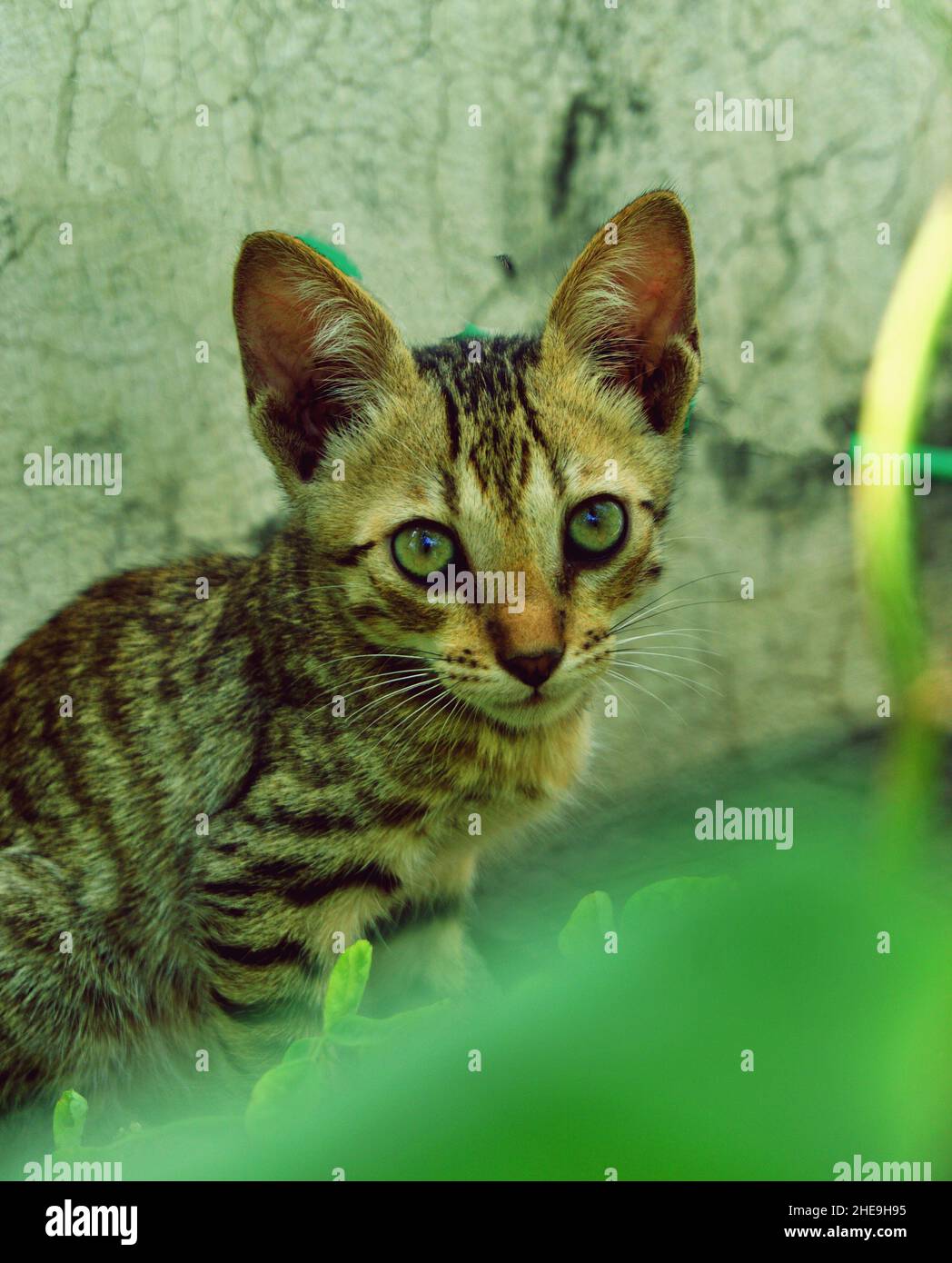KITTEN HIDING IN THE BUSH Stock Photo - Alamy