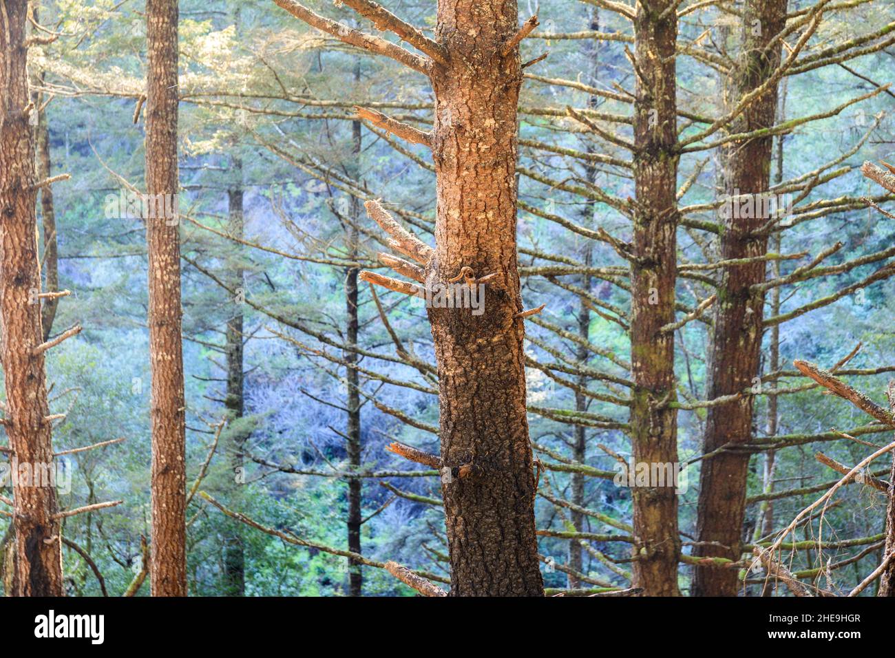 Douglas Fir forest at Mount Wittenberg Point Reyes National Seashore, California, USA. Stock Photo