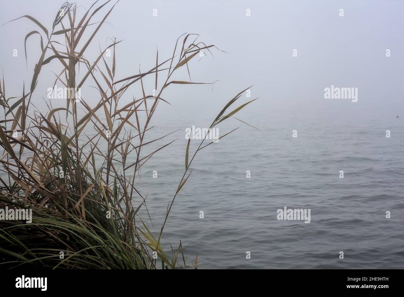 Shore of a river on a foggy day Stock Photo - Alamy