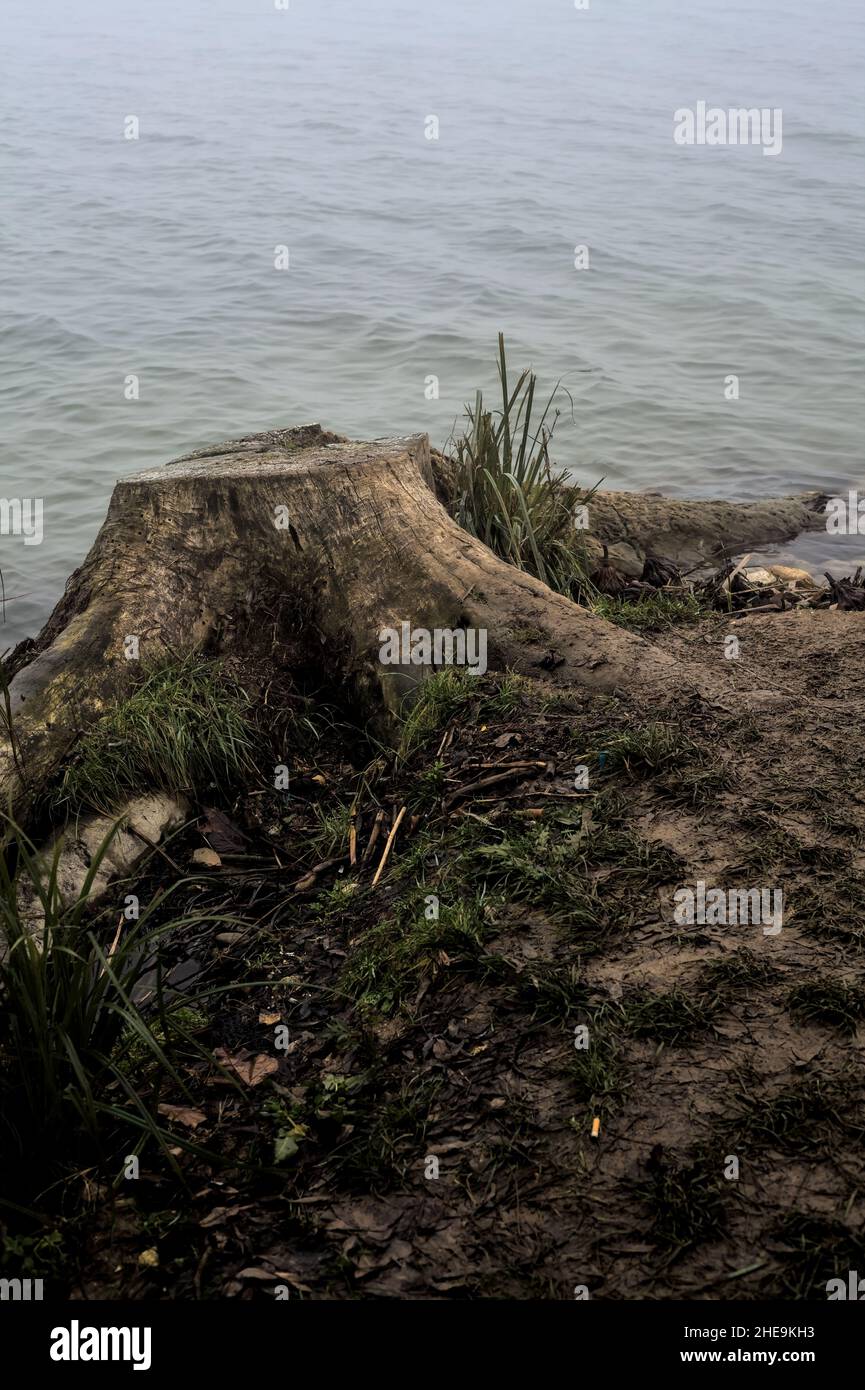 Tree Stump Rivers Tree stump by the shore of a river on a foggy day Stock Photo - Alamy