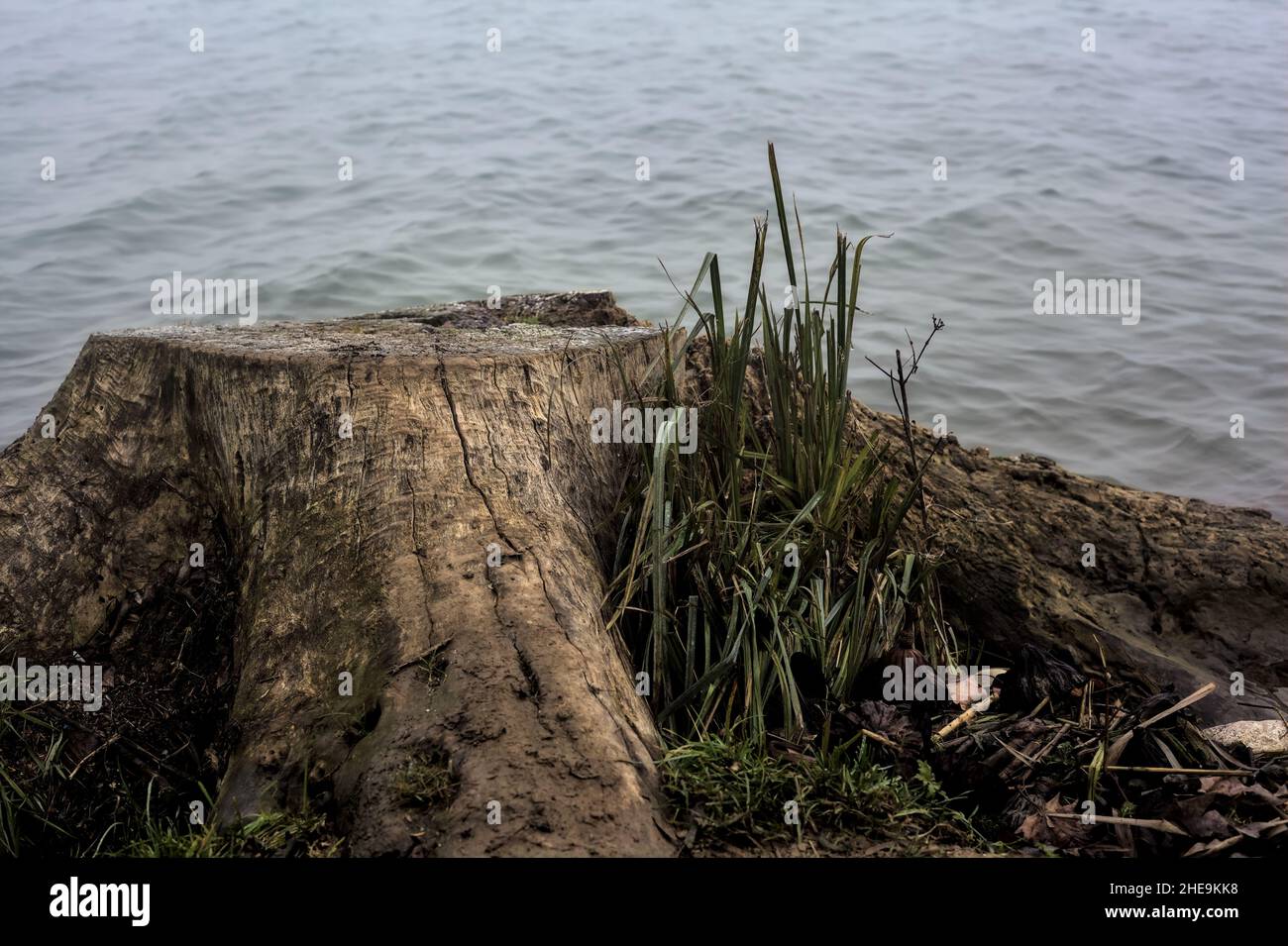 Tree Stump Rivers Tree stump by the shore of a river on a foggy day Stock Photo - Alamy