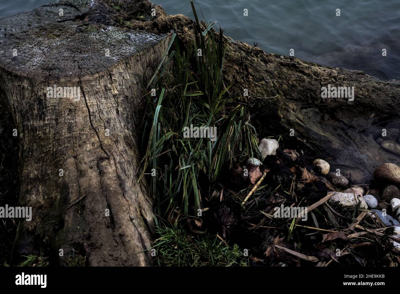 Tree Stump Rivers Tree stump by the shore of a river on a foggy day Stock Photo - Alamy