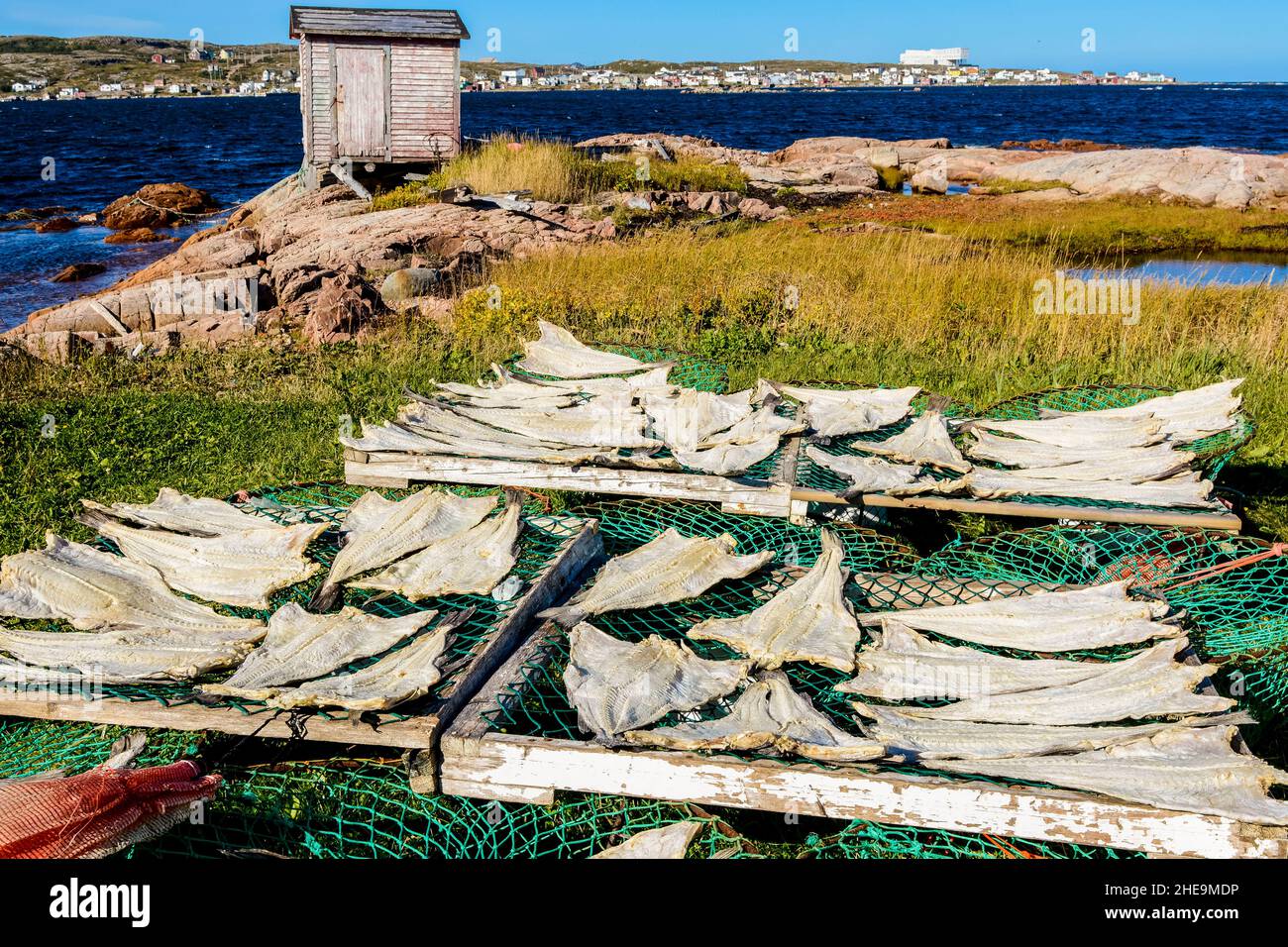 Salted codfish drying curing in Joe Batt's Arm, Fogo Island, Newfoundland, Canada. Stock Photo