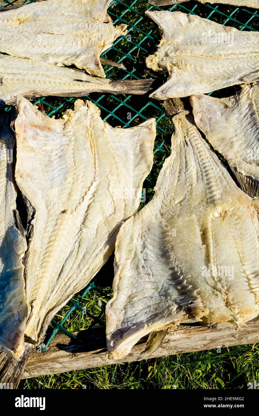 Salted codfish drying curing in Joe Batt's Arm, Fogo Island, Newfoundland, Canada. Stock Photo
