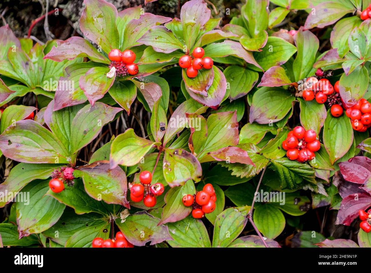 Berry brook hi res stock photography and images Alamy