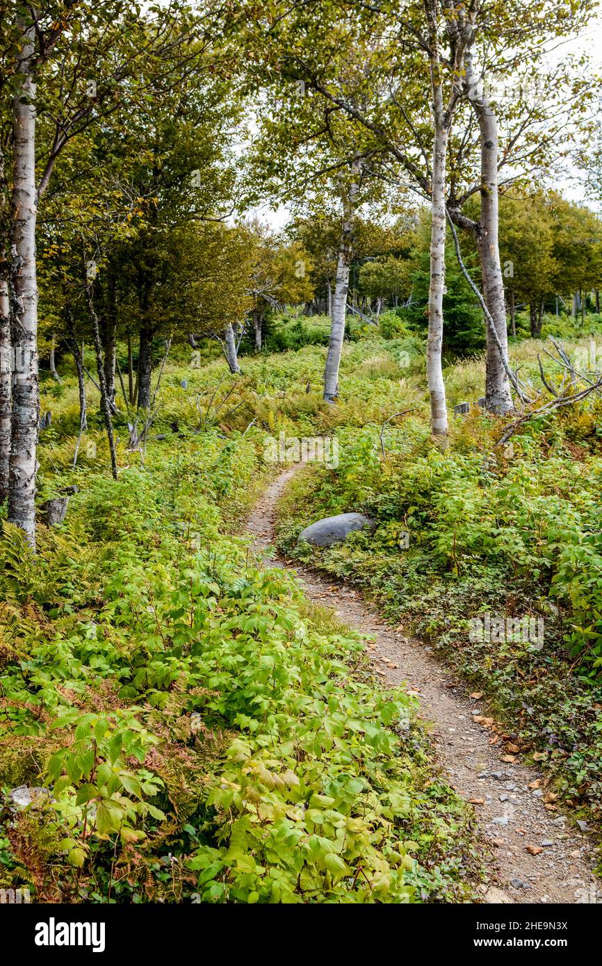 Baker's Brook Falls Trail. Gros Mourne National Park, Rocky Harbour, Newfoudland, Canada. Stock Photo