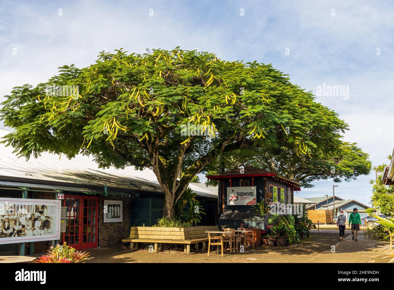 Kauai, Hawaii December 5, 2021 Beautiful tree in Historic Kong Lung