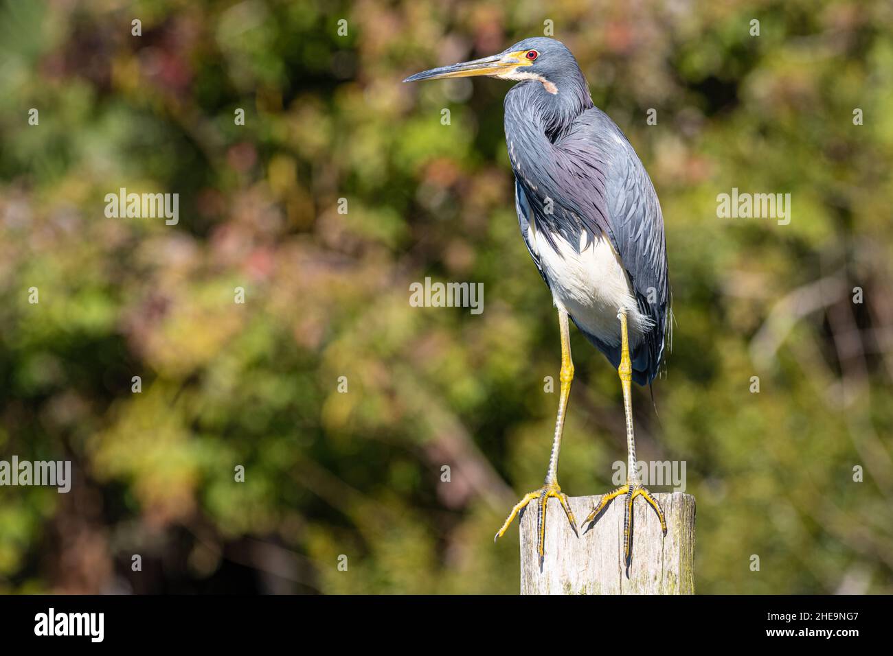 Tricolored heron (Egretta tricolor) at Bird Island Park in Ponte Vedra Beach, Florida. (USA) Stock Photo