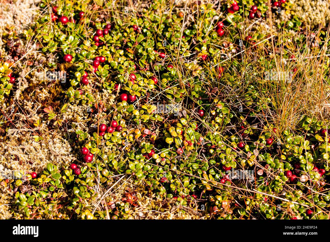 Newfoundland island berries hires stock photography and images Alamy