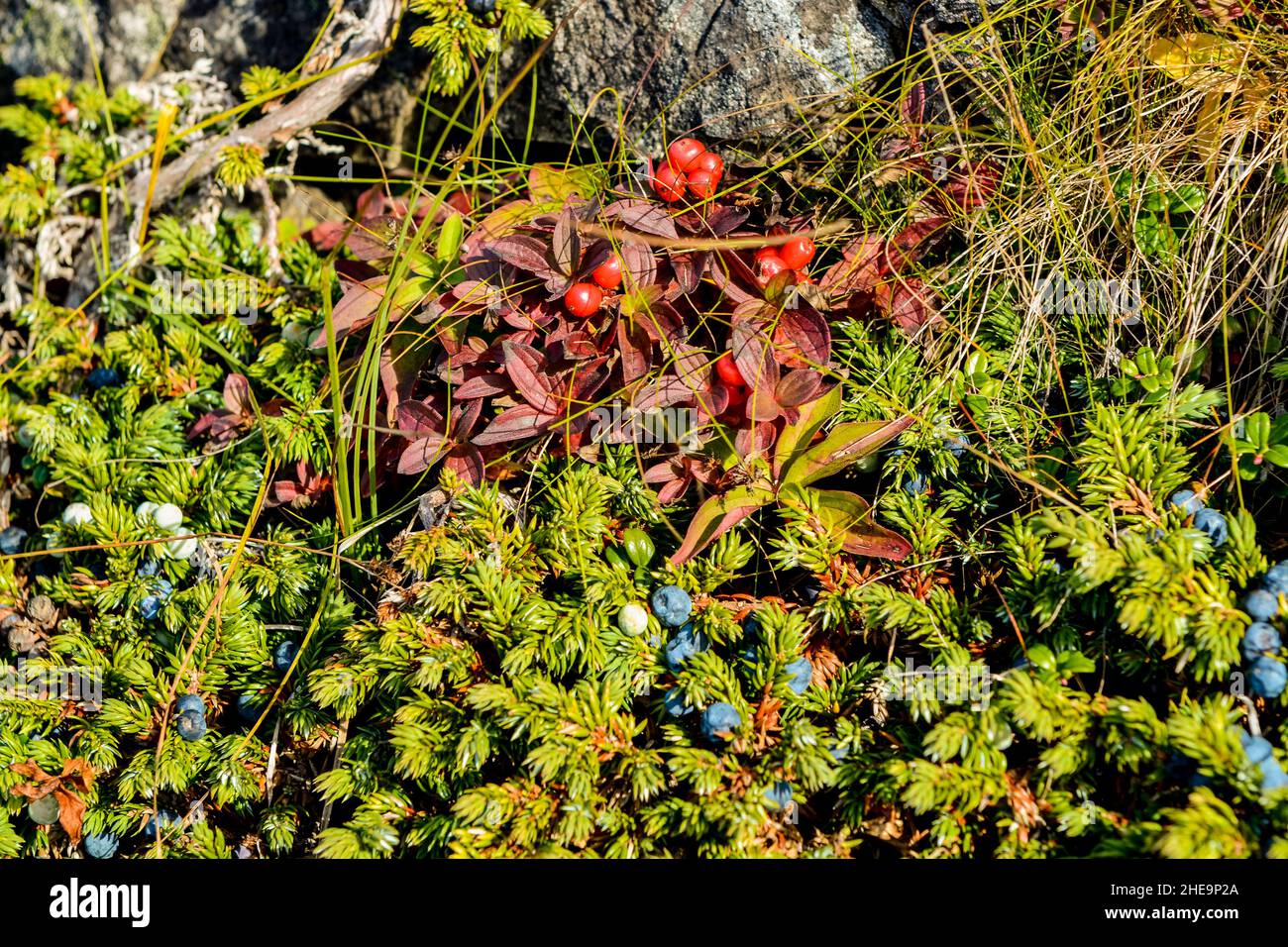 Wild berries near admiral's Point, Trinity, Bonavista Peninsula