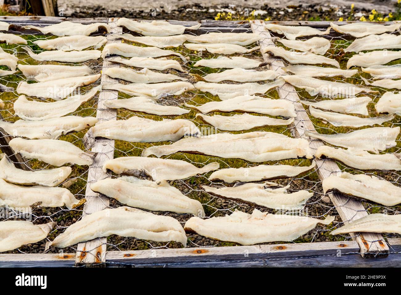 Drying salt cod near Trinity, Bonavista Peninsula, Newfoundland, Canada. Stock Photo