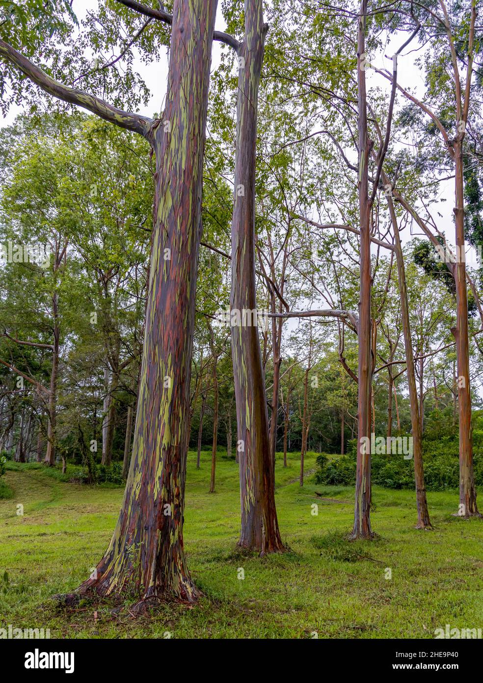 Beautiful Rainbow Eucalyptus Trees in Keahua Arboretum on Kauai Island