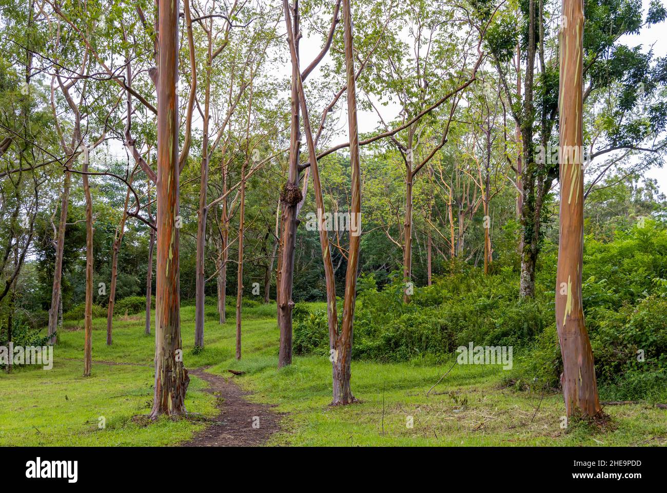 Beautiful Rainbow Eucalyptus Trees in Keahua Arboretum on Kauai Island, Hawaii Stock Photo Alamy