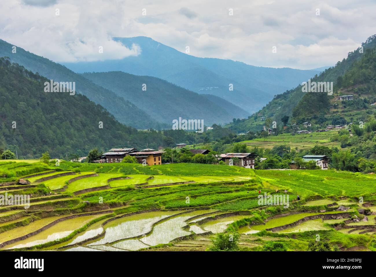 Village houe and rice poaddy in the Himalayas, Punakha, Bhutan Stock Photo