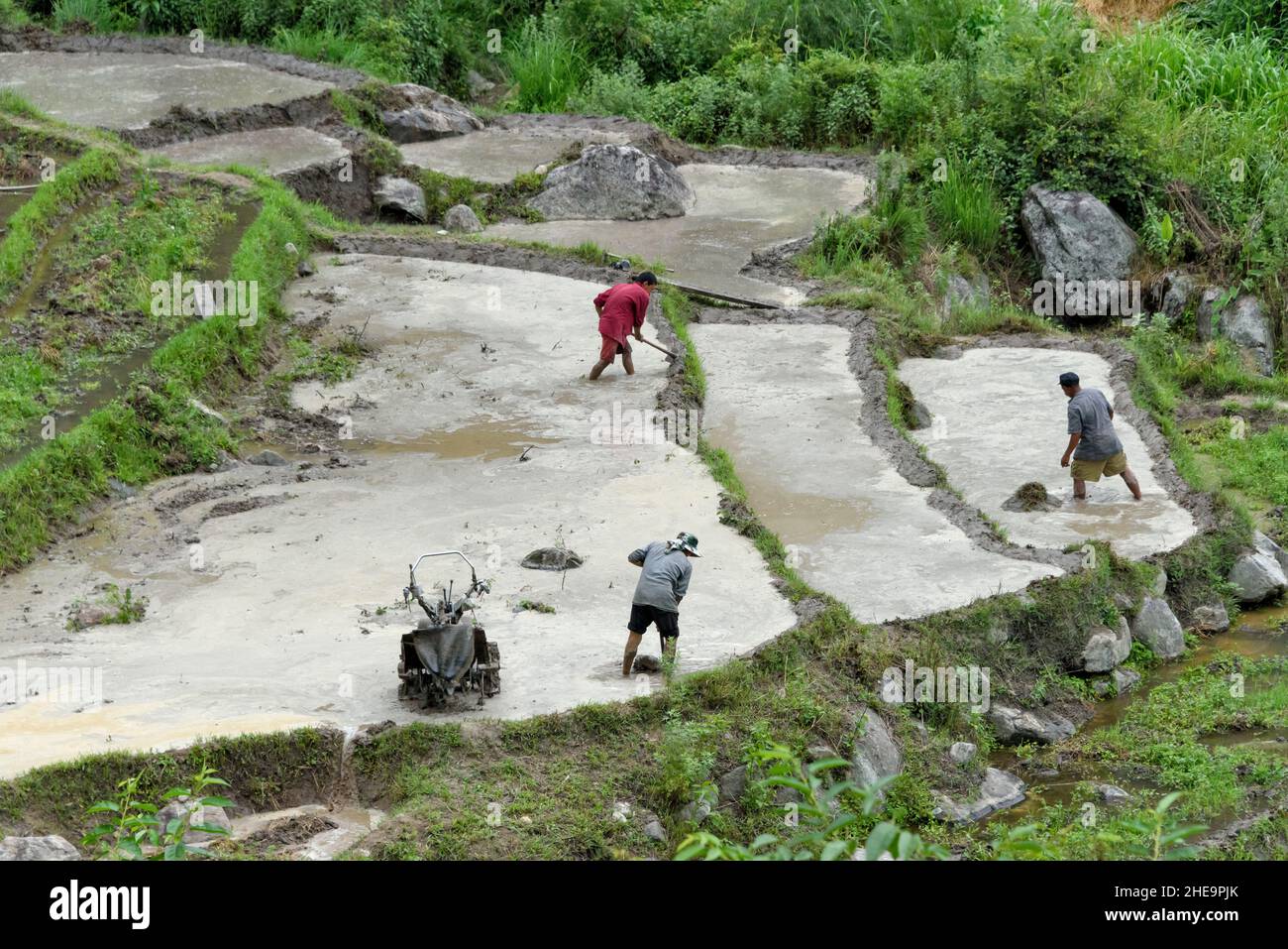 Farmers cultivating on water filled rice paddy, Punakha, Bhutan Stock Photo