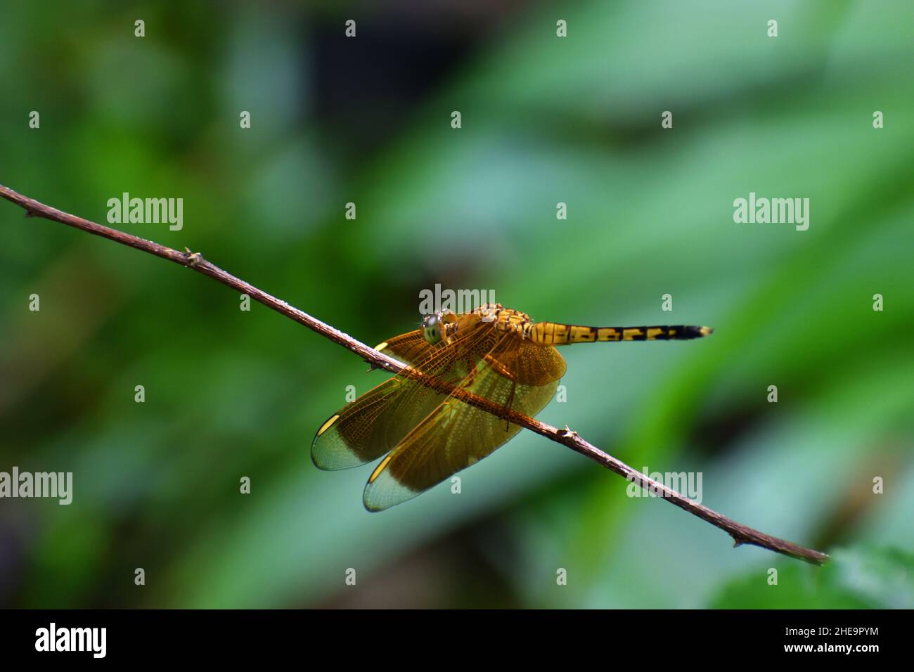 Yellow dragonfly perched on twig. Stock Photo