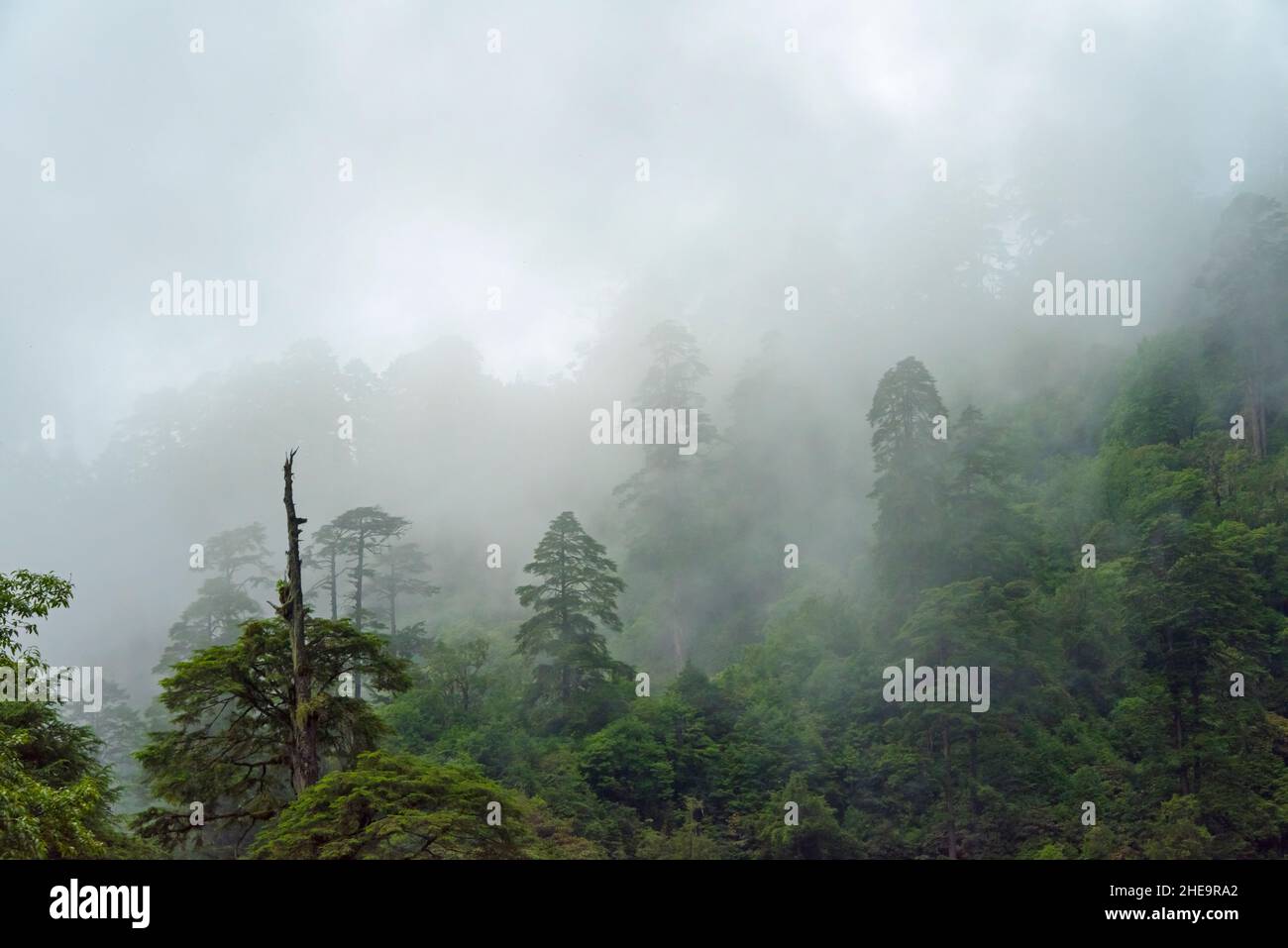 Himalayan pine in the Himalayas, Dochula Pass, Bhutan Stock Photo