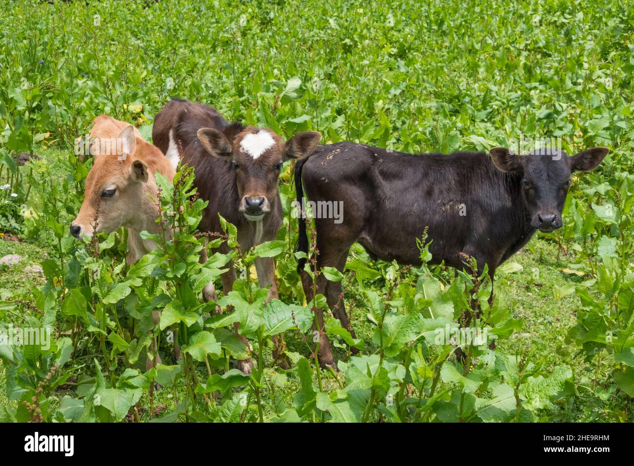 Cattle grazing in the field, Paro, Bhutan Stock Photo