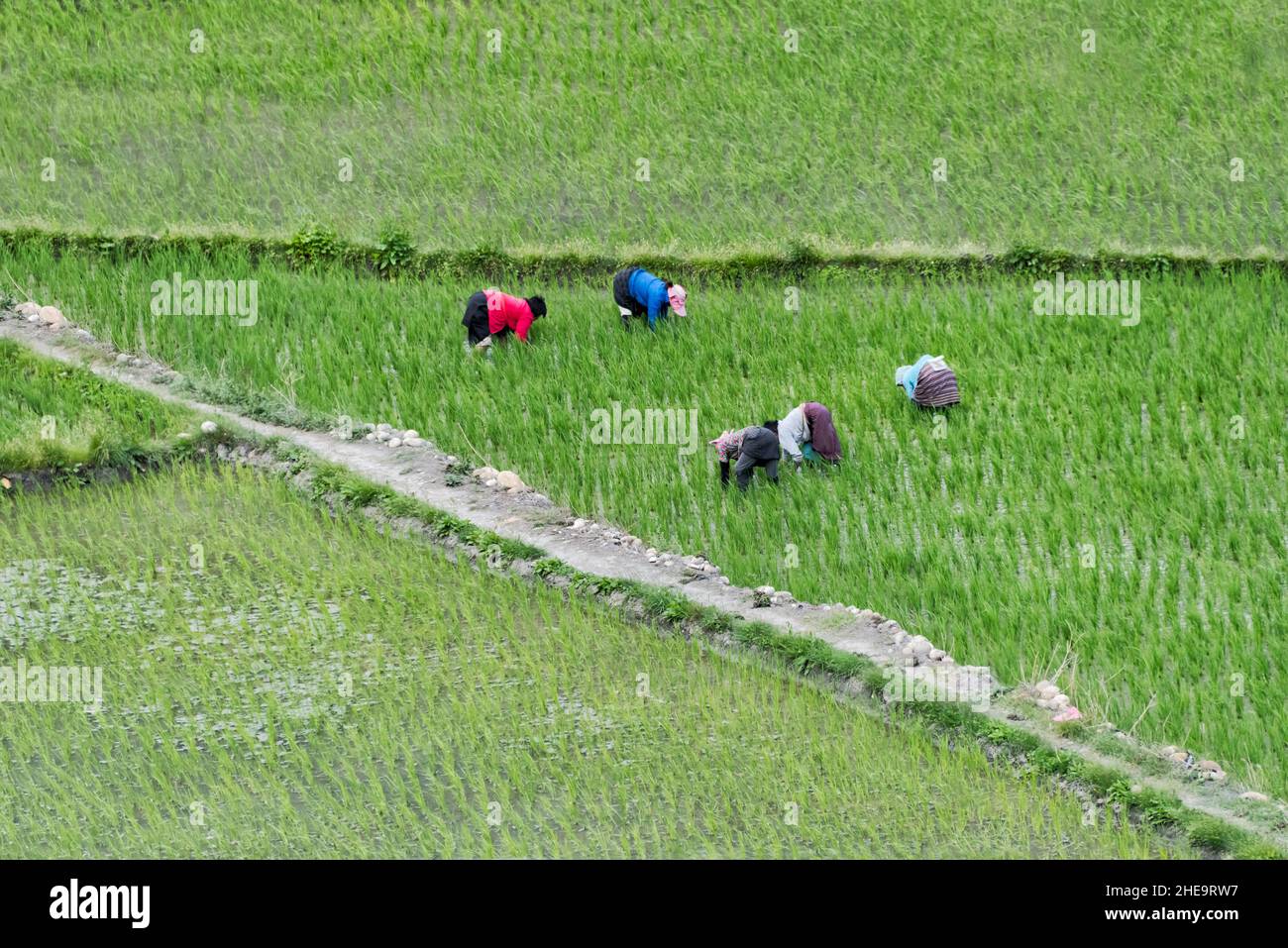 Famers transplanting rice seedlings in the rice paddy, Paro, Bhutan Stock Photo