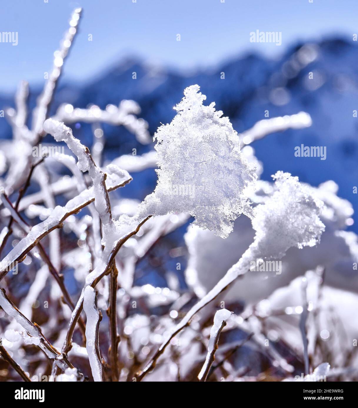 Morning white hoarfrost and ice on the bush branches in the mountains at sunrise in the winter season Stock Photo
