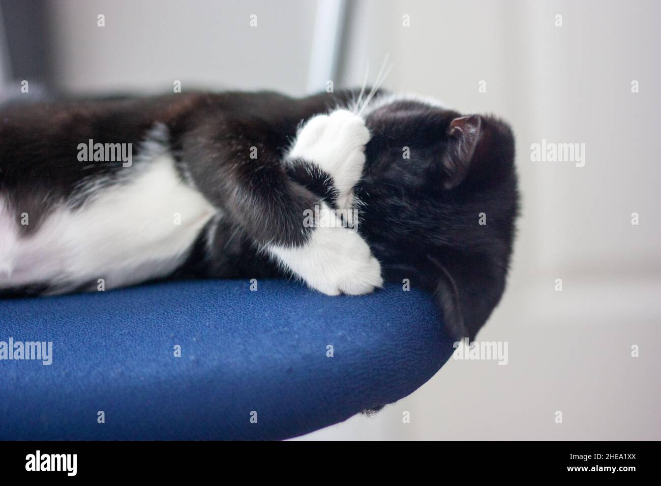 Cute domestic black and white cat sleeping on the chair covering face