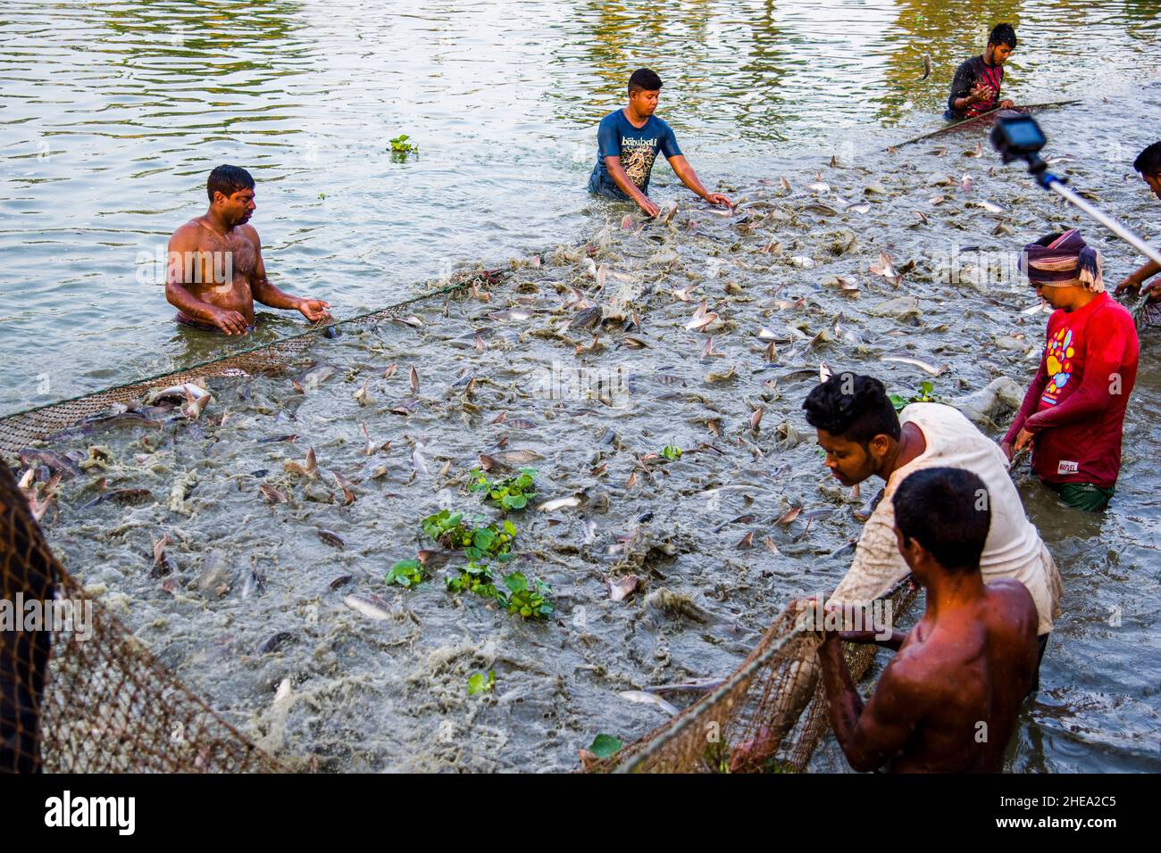 Fishers are harvesting pangas fish from a farm at Satkhira, Bangladesh. Pangas is one of the major cultured fish species which is popular for farming. Stock Photo
