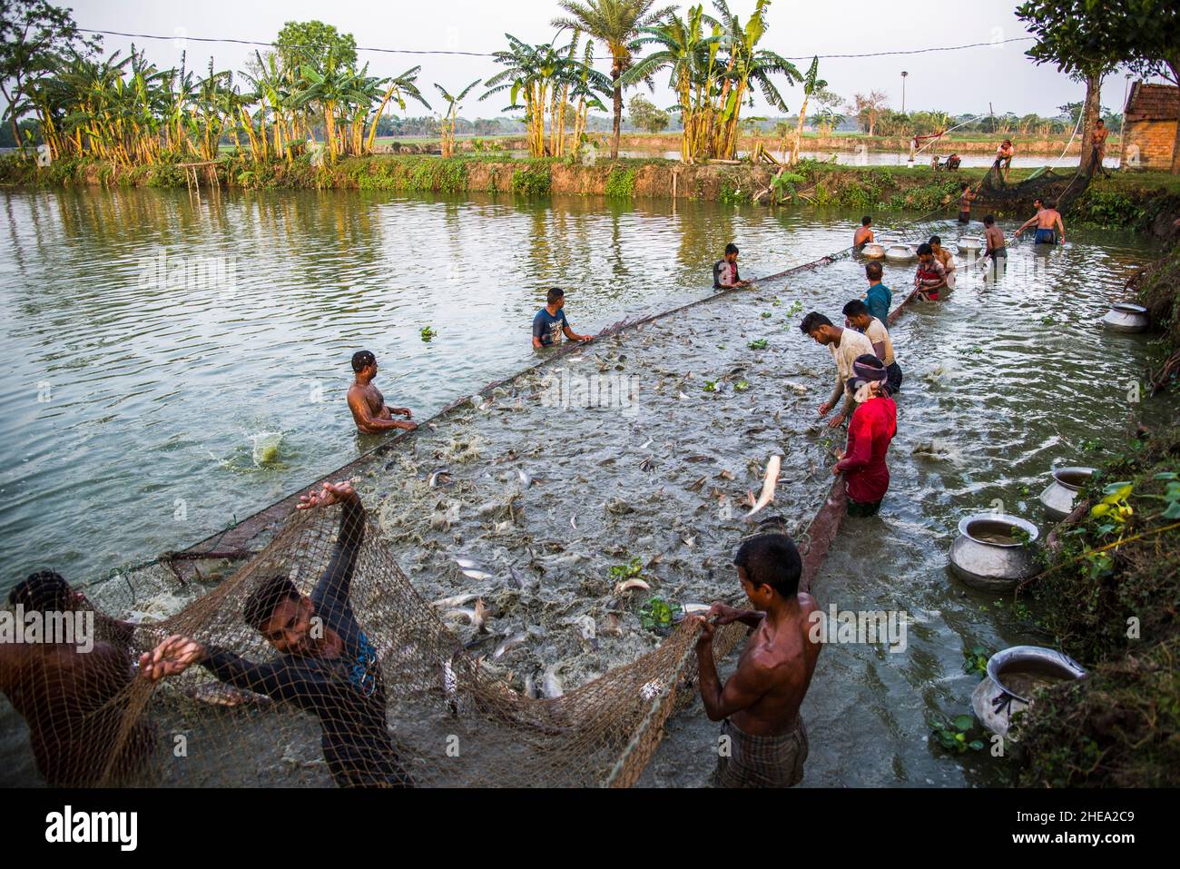Fishers are harvesting pangas fish from a farm at Satkhira, Bangladesh. Pangas is one of the major cultured fish species which is popular for farming. Stock Photo