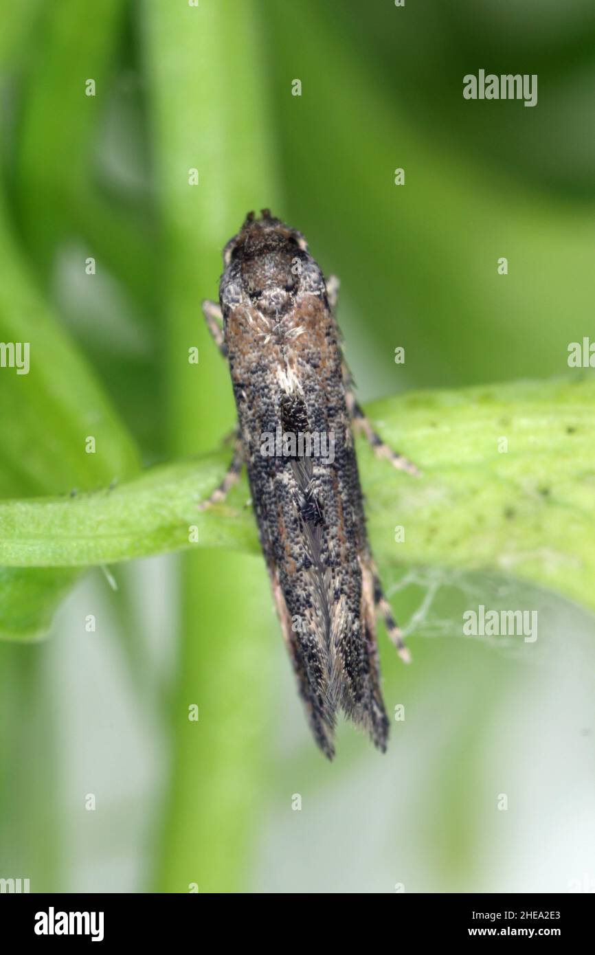 Moth of Epermenia chaerophyllella also known as the garden lance-wing, is a moth of the family Epermeniidae. Cterpillars are pests, incl. carrots. Stock Photo