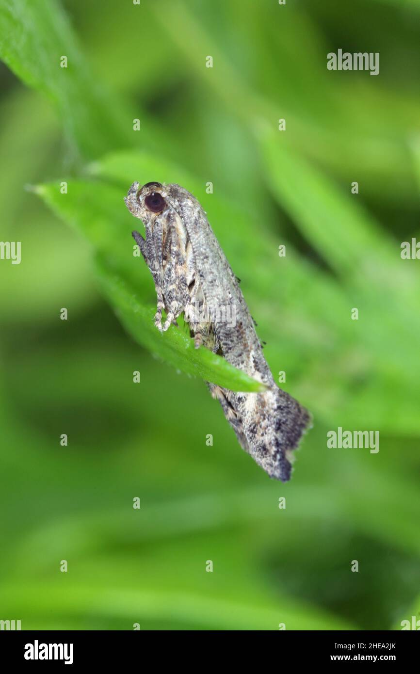 Moth of Epermenia chaerophyllella also known as the garden lance-wing, is a moth of the family Epermeniidae. Cterpillars are pests, incl. carrots. Stock Photo