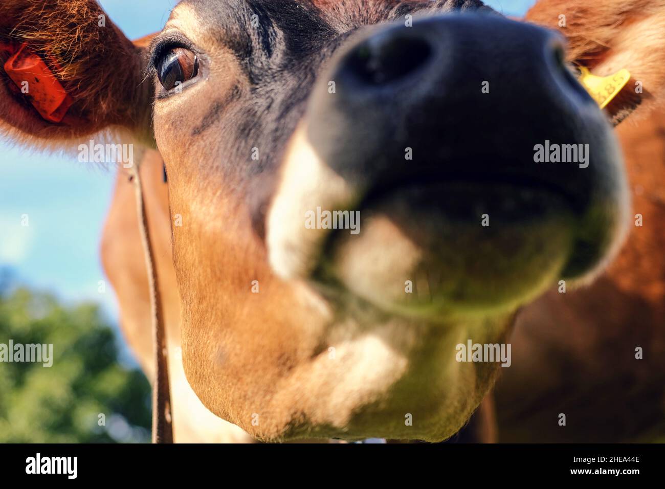 Close up dairy cow hi-res stock photography and images - Alamy
