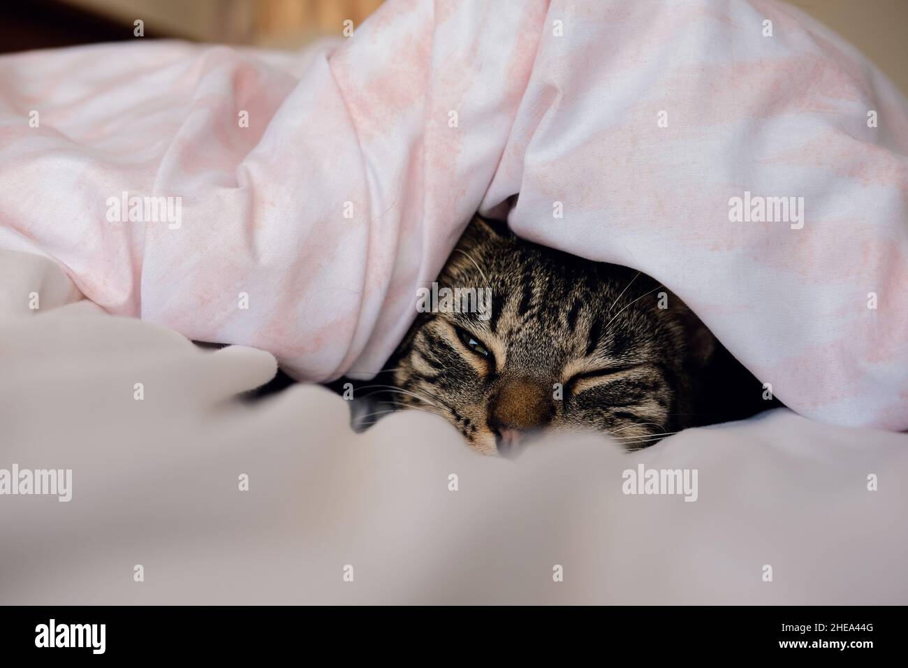 Tabby cat sleeping under the covers of a bed Stock Photo