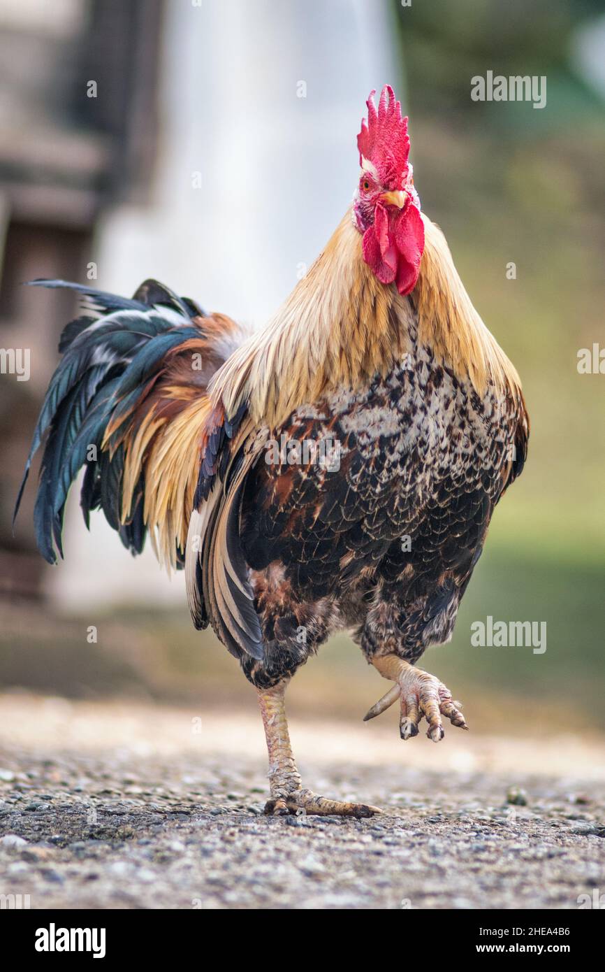 Rooster with raised leg in a chicken coop in the valleys of Bergamo in