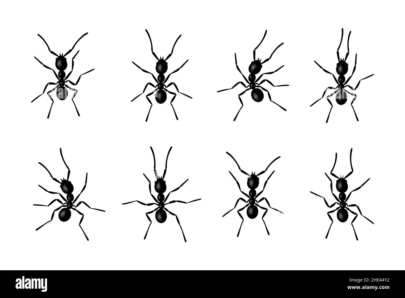 Ant insects black silhouettes vector illustration isolated on white ...