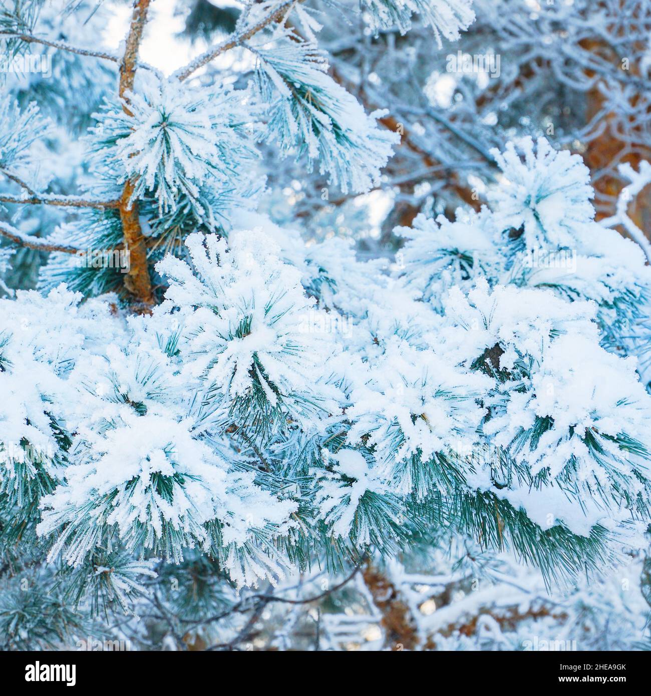 Christmas branch of spruce pine covered with snow Stock Photo - Alamy