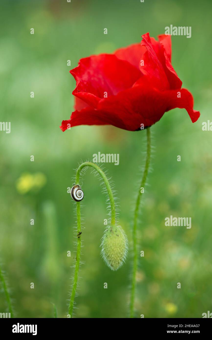 Vertical composition of a blossoming red wild poppy and a snail on the stem of the bud in front of it - selective focus, place for text Stock Photo