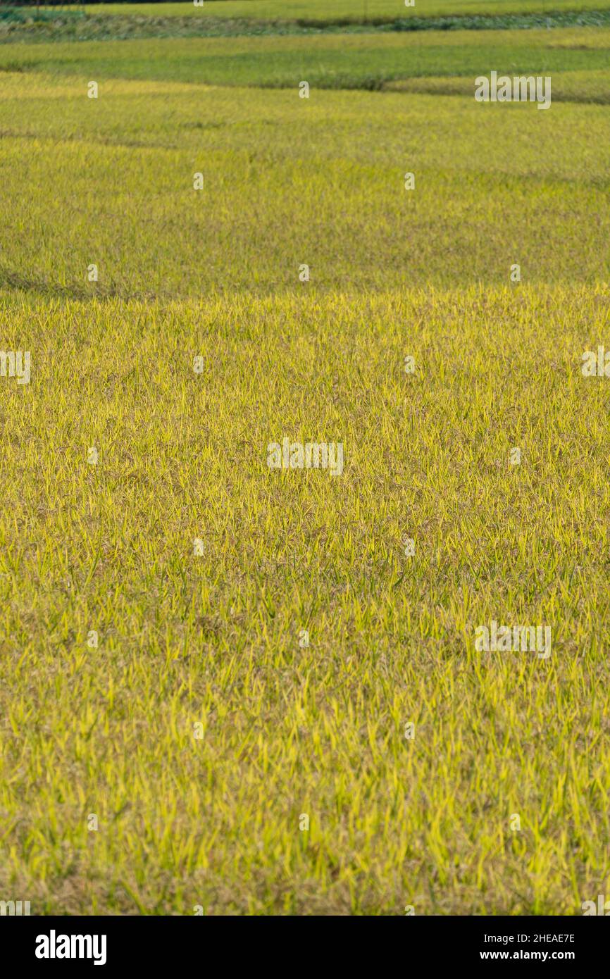Sep Rice Field Rice field in September (autumn), Isehara City, Kanagawa Prefecture ...