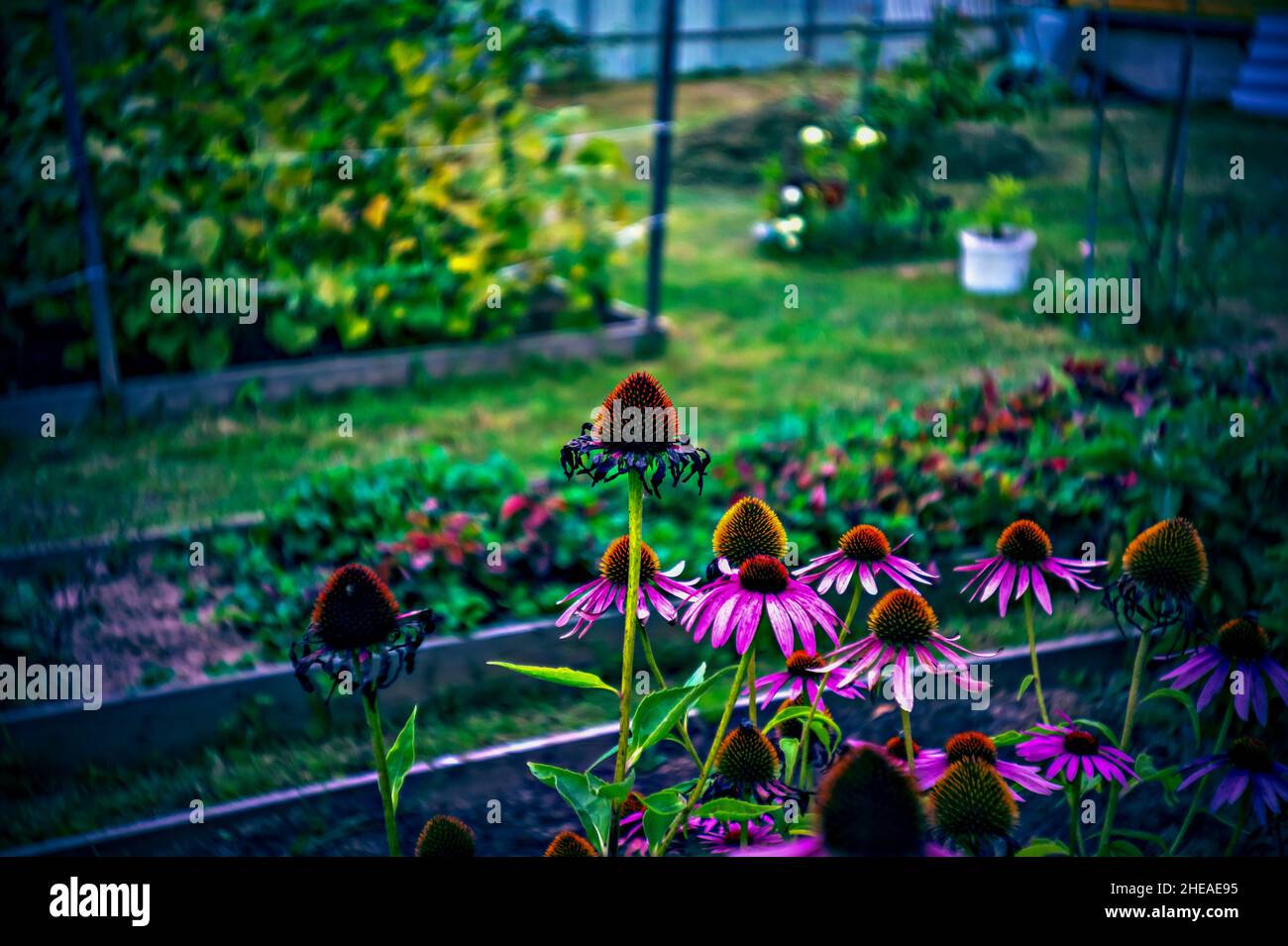 multicolored flowers in the flower bed in summer, lomography Stock Photo