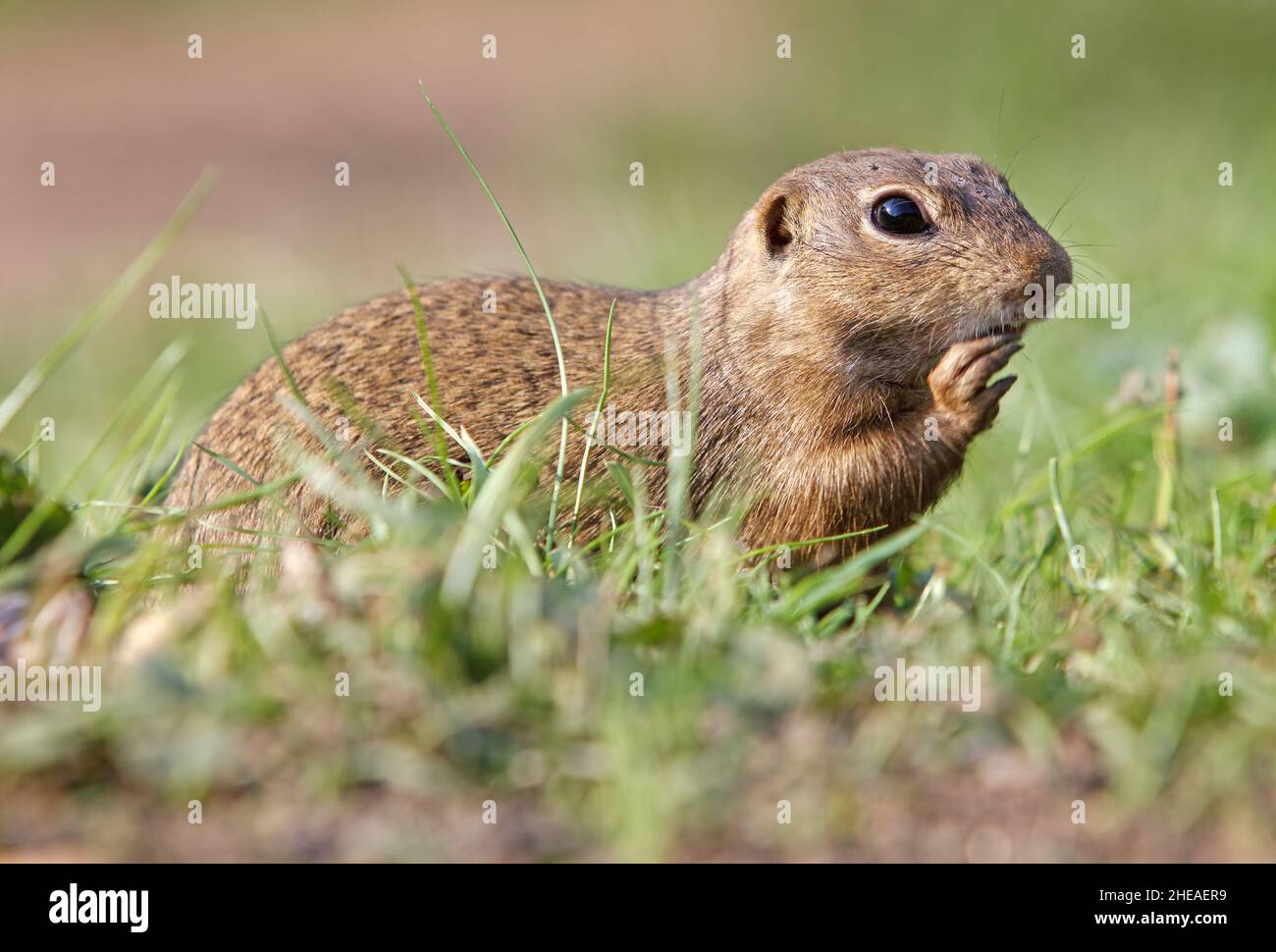 Cute Europen ground squirrel eat in the natural environenment, close up ...