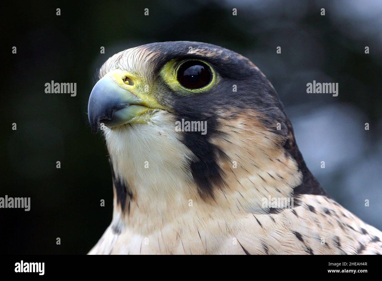 ADULT PEREGRINE FALCON. WORLDS FIRST SMART WATER EGG MARKING STORY .  PICTURE: GARY ROBERTS Stock Photo