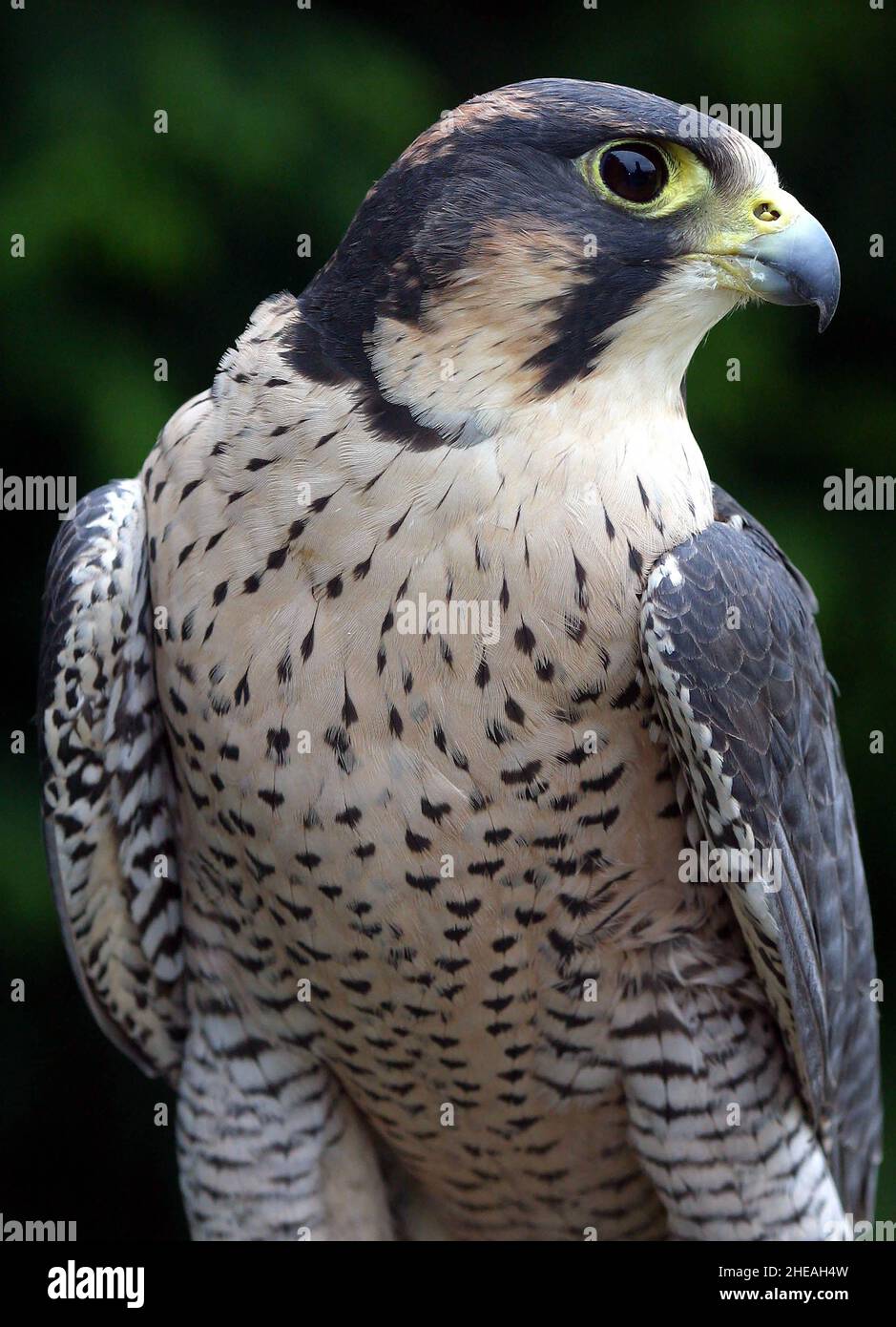 ADULT PEREGRINE FALCON. WORLDS FIRST SMART WATER EGG MARKING STORY .  PICTURE: GARY ROBERTS Stock Photo