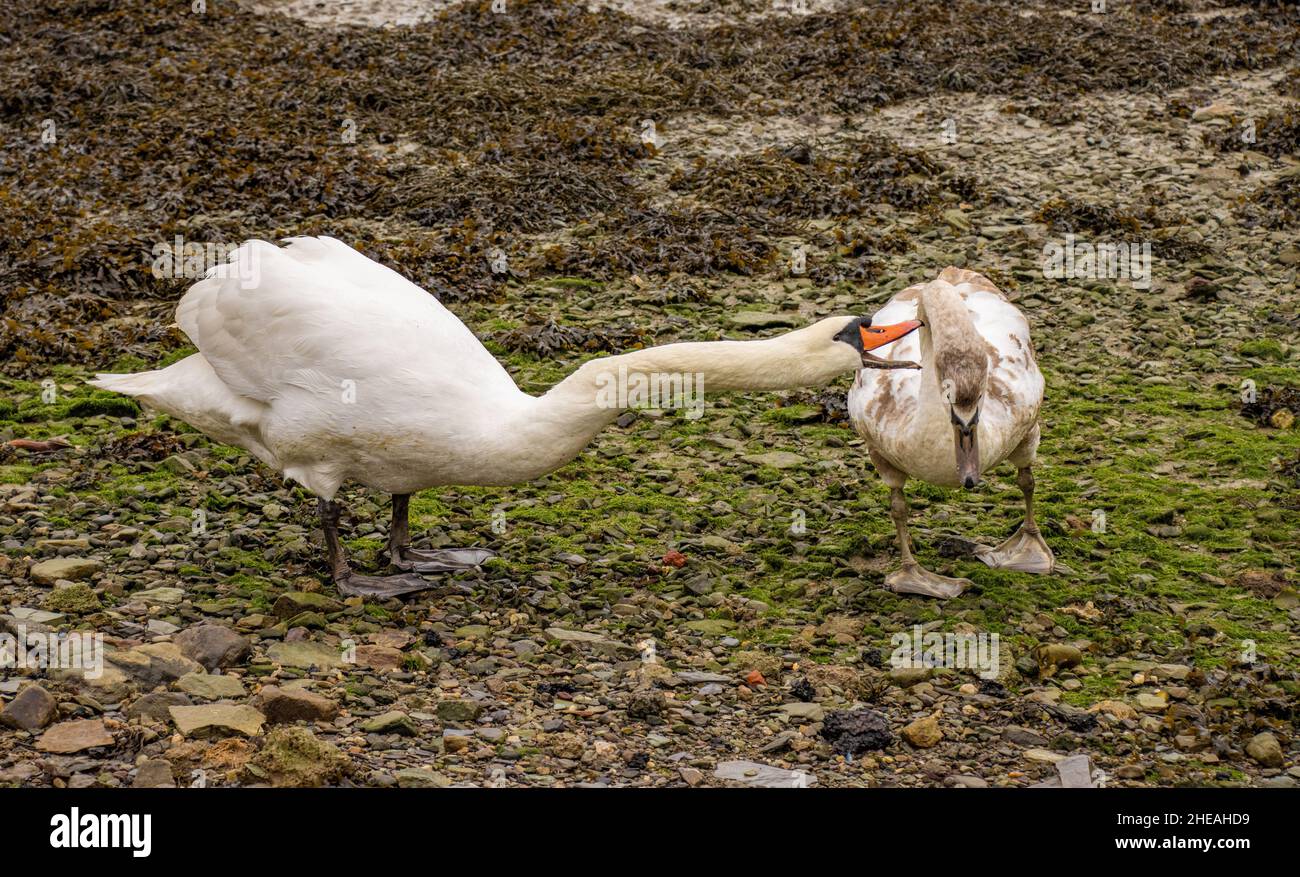 gets instruction from parent Stock Photo Alamy
