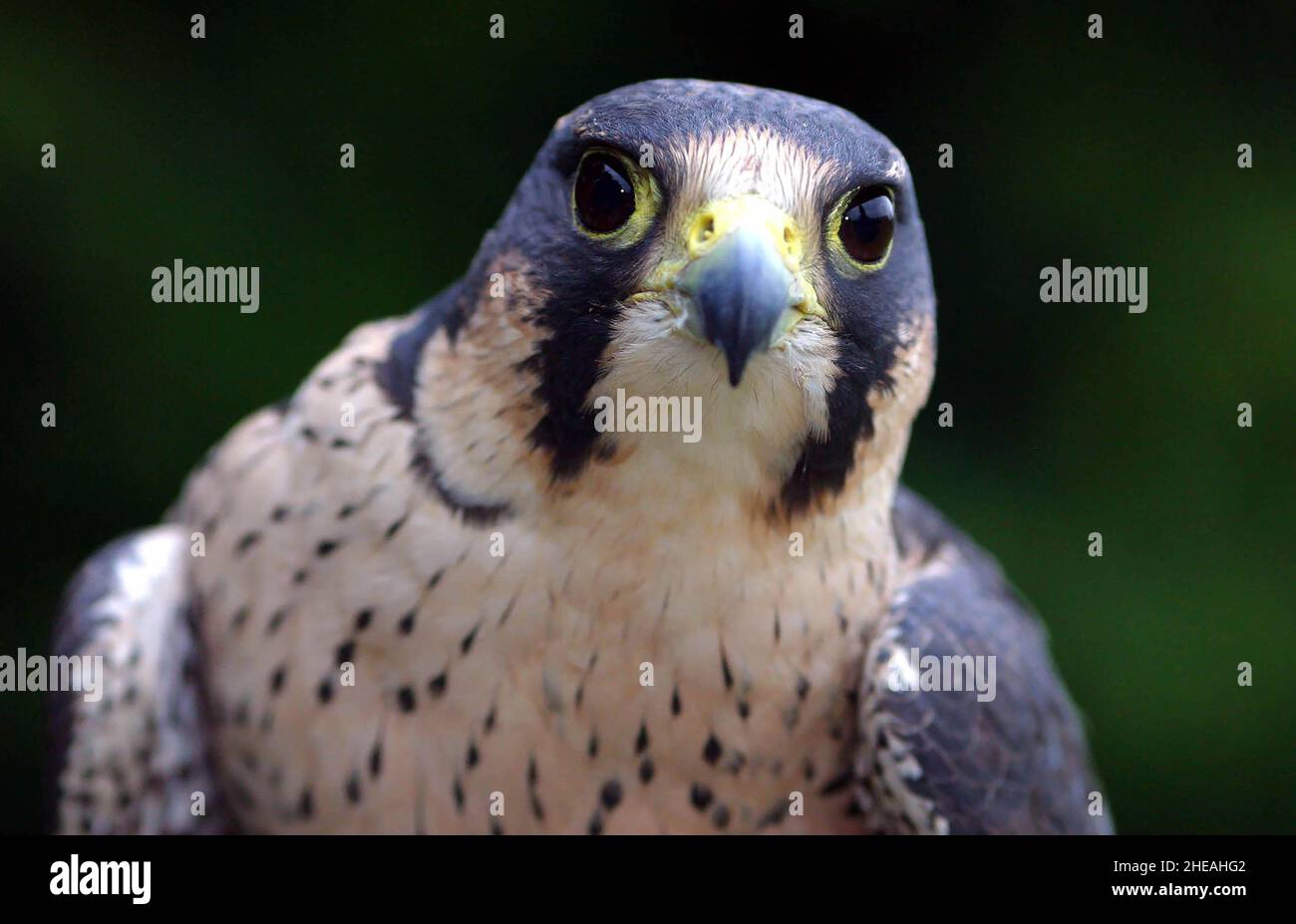 ADULT PEREGRINE FALCON. WORLDS FIRST SMART WATER EGG MARKING STORY .  PICTURE: GARY ROBERTS Stock Photo