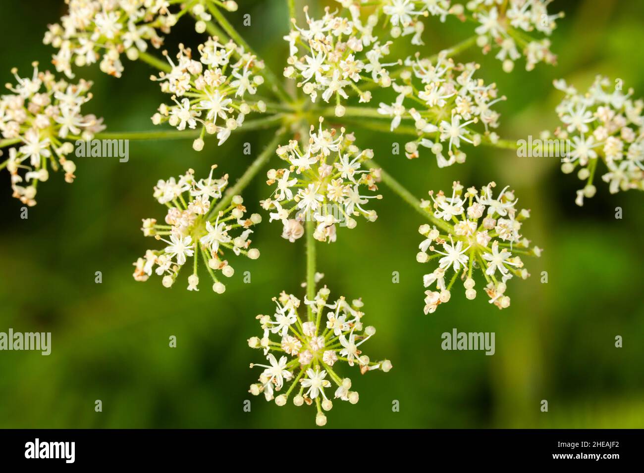 Cow parsley wildflower weed close up with natural green background Stock Photo