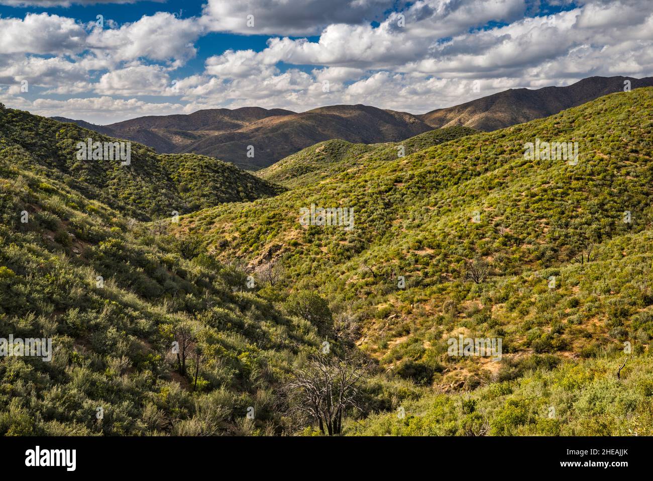Bradshaw Mountains, chaparral shrubland, view from Senator Road 52, south of Goodwin site, backroad in Prescott National Forest, Arizona, USA Stock Photo