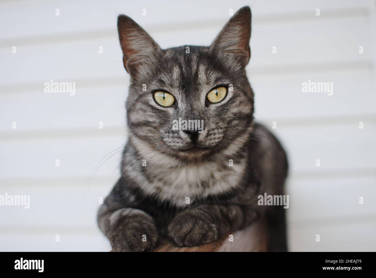 Striped cat, a cross between a breed of tabby mackerel, lies on a wooden bench against a background of white siding Stock Photo